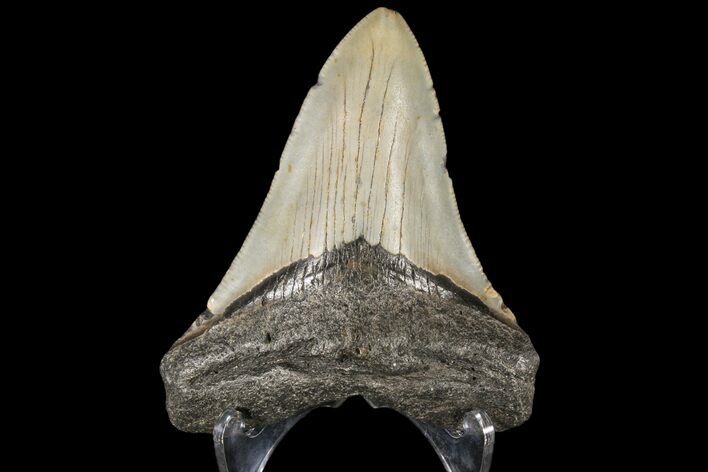 Fossil Megalodon Tooth - North Carolina #79901